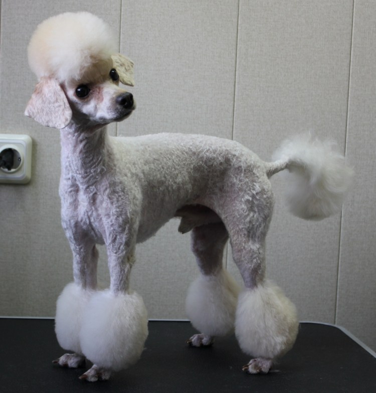 Стрижка ушей пуделя