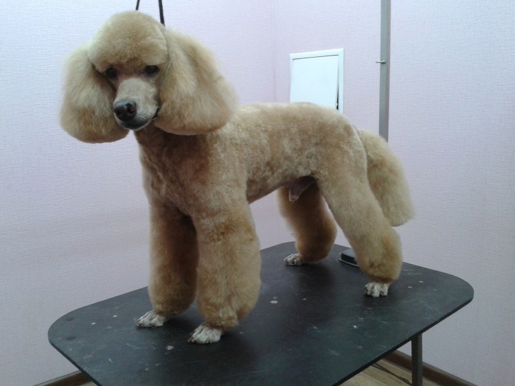 Груммер собак мужчина