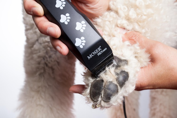 Модные стрижки для пуделя