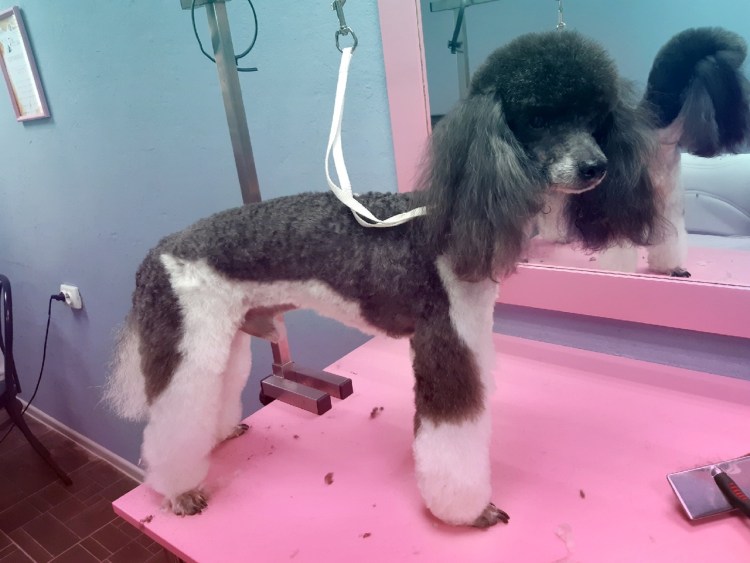 Королевский пудель стрижка Паппи