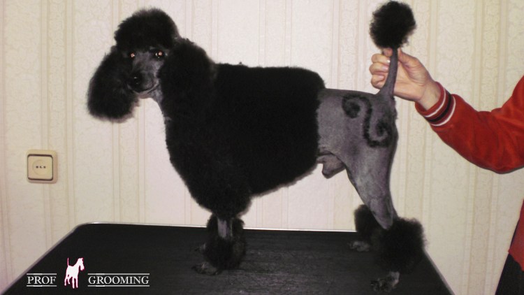 Малый пудель пудель