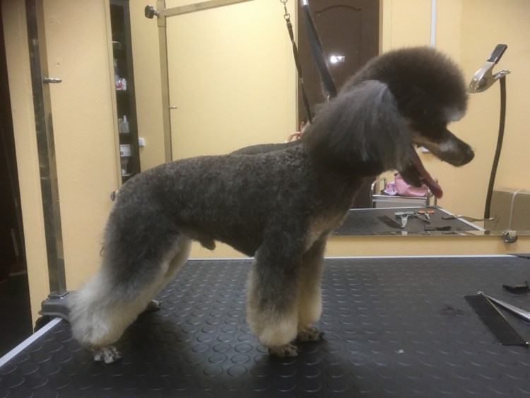 Королевский пудель стрижка Паппи