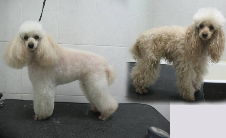 Машинка для стрижки животных Moser Rex Mini 1411-0062