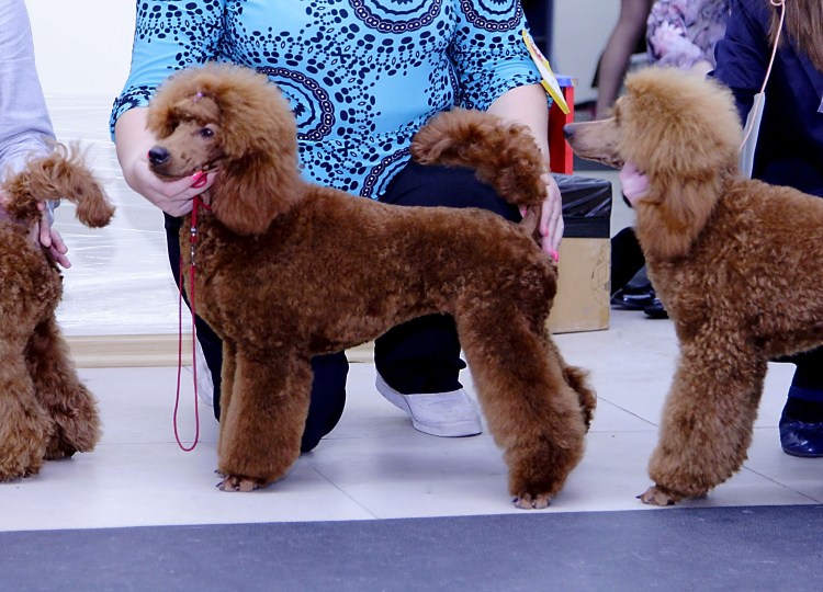 Королевский пудель стрижка Паппи