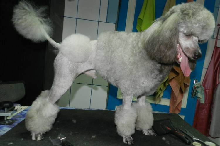 Машинка для вычесывания шерсти собак