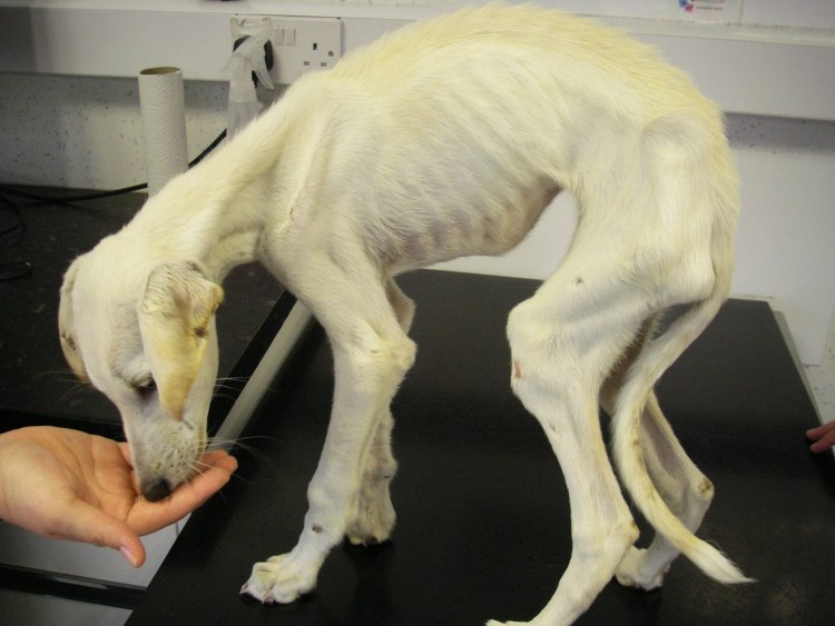 Истощение (кахексия) животных