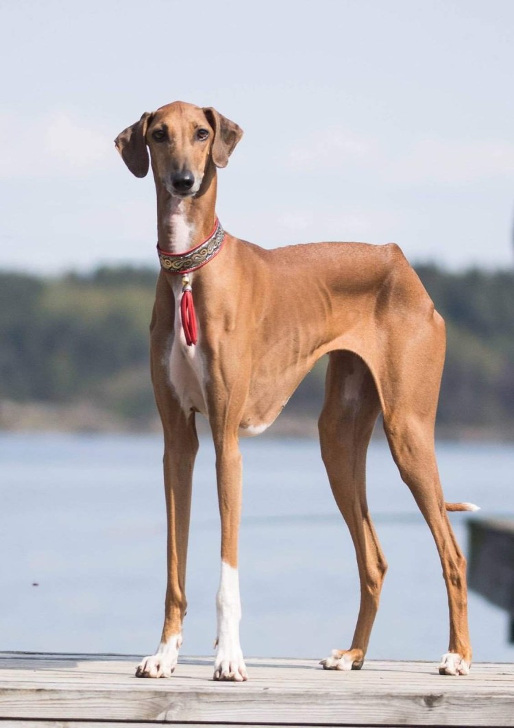 Азавак Африканская борзая длинношерстная