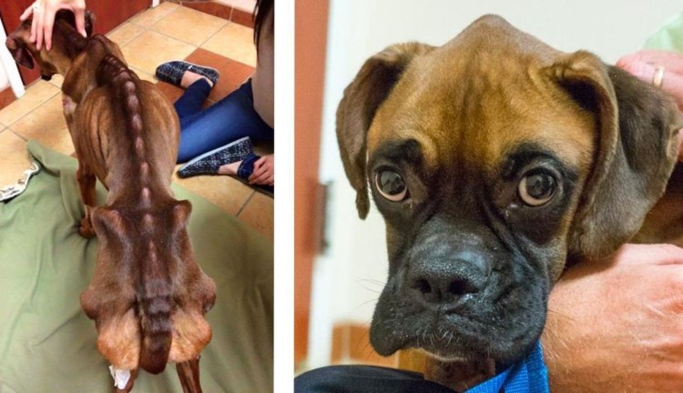 Худая собака