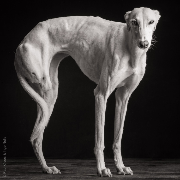 Азавак Грейхаунд