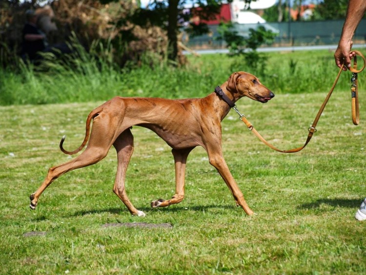 Азавак Африканская борзая