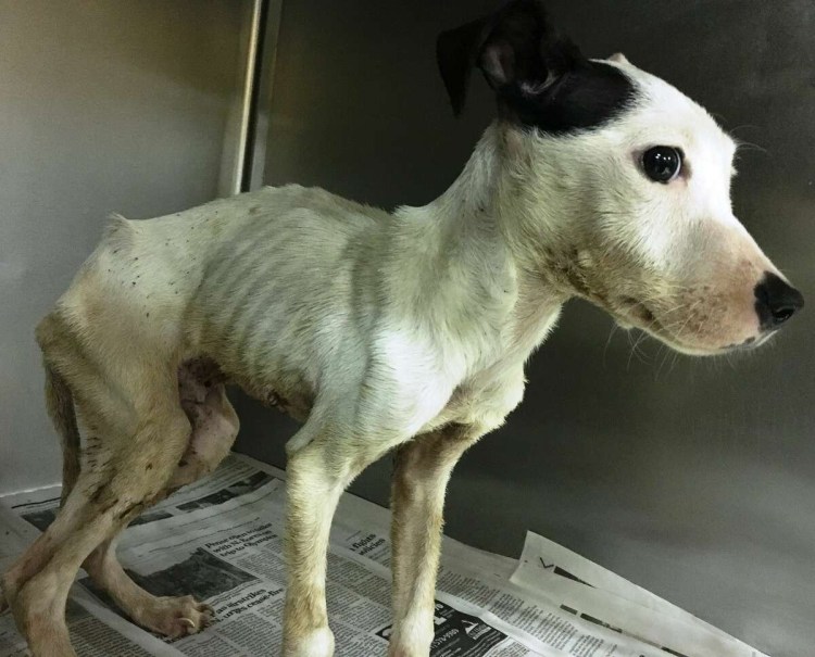 Самая худая собака в мире