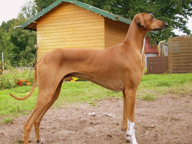 Худая лысая собака