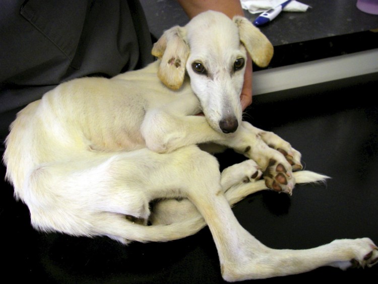 Азавак Африканская борзая