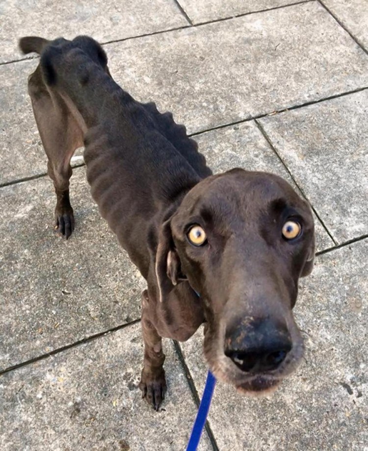 Самая худая собака в мире