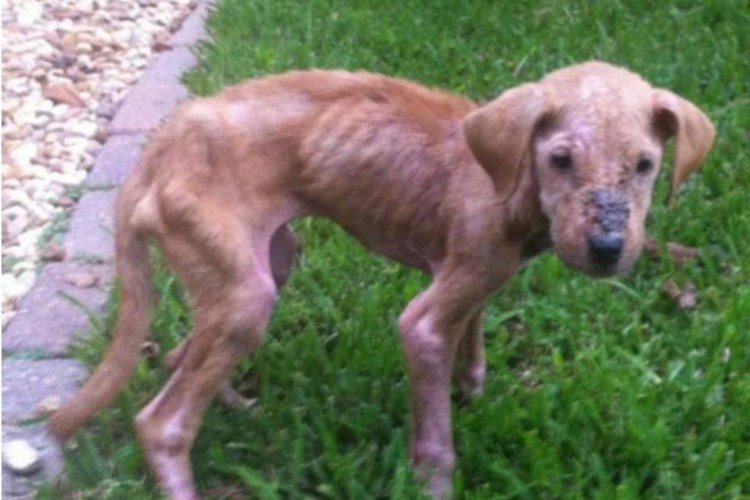 Азавак Левретка черная