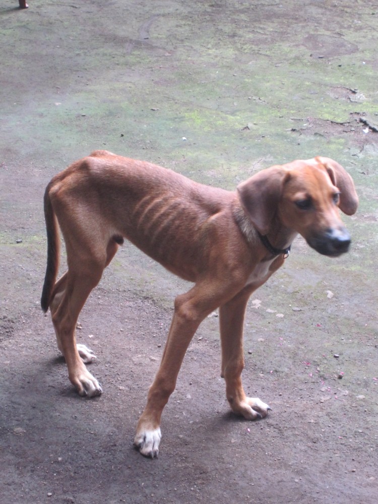 Истощение (кахексия) животных