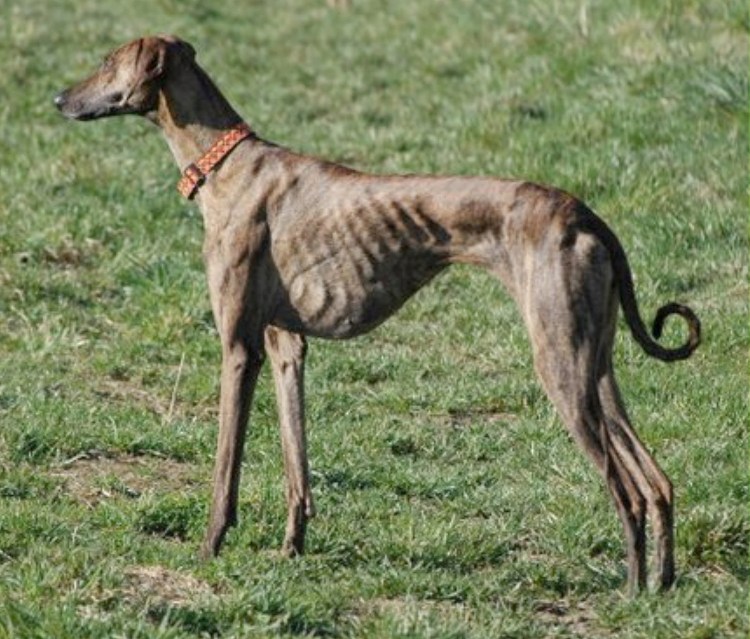 Гончая Азавак