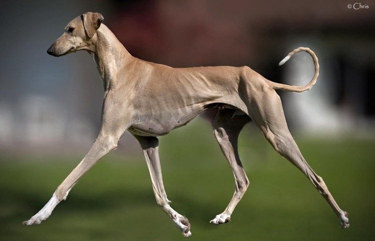 Азавак Левретка