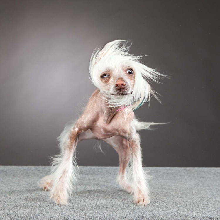 Худое животное