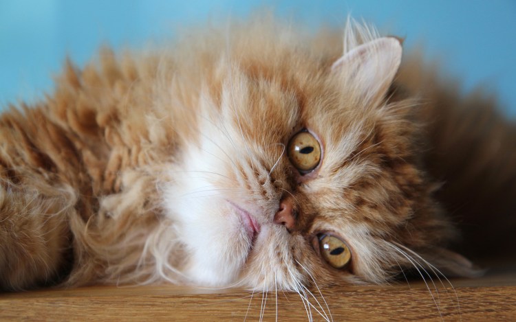 Сибирская Персидская кошка рыжий окрас