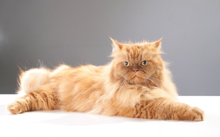 Длинношёрстная Персидская кошка рыжий