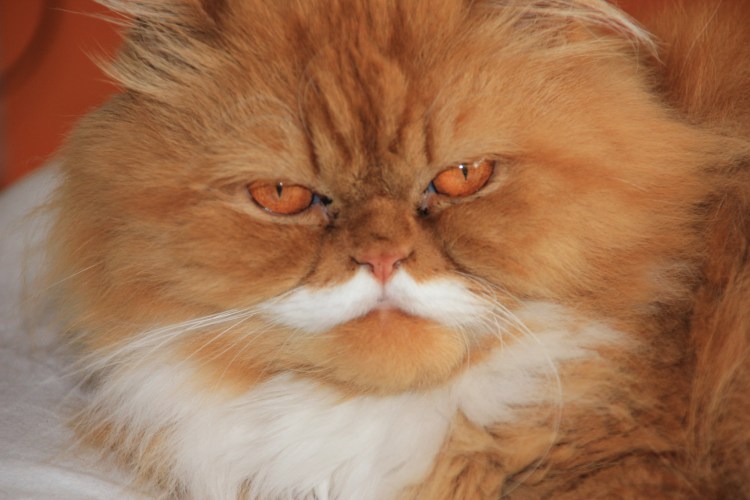 Пушистый рыжий котенок с голубыми глазами
