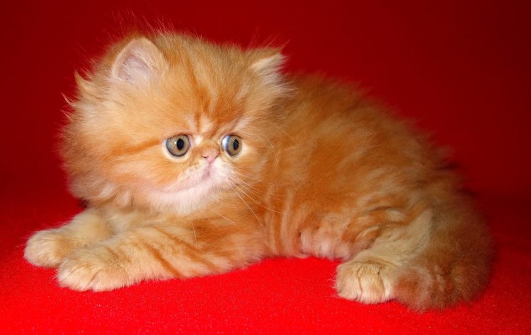 Персидский кот рыжий маленький