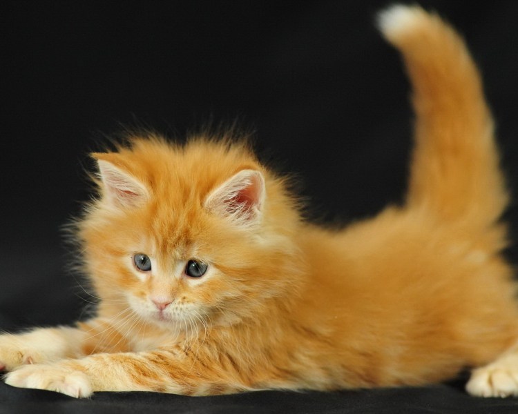 Персидский экзот длинношерстный