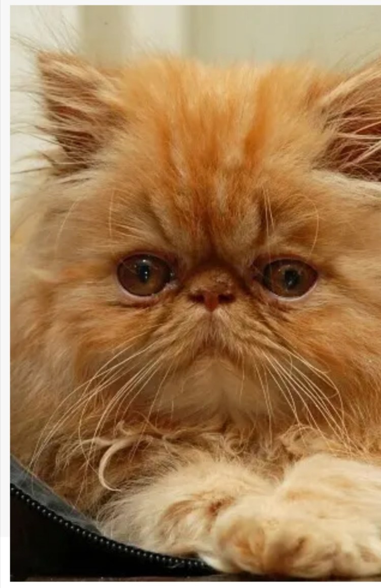 Персидская Сибирская длинношерстная