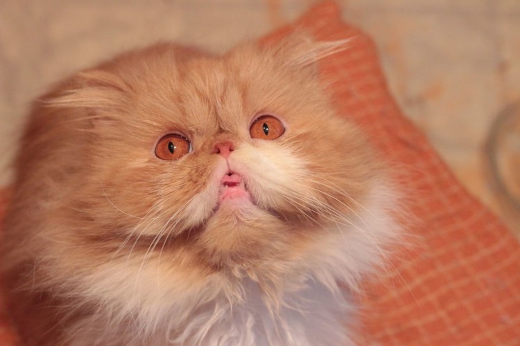 Персидская кошка