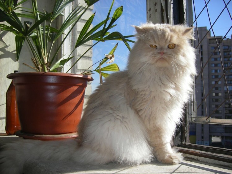 Котята персидские полуперсы