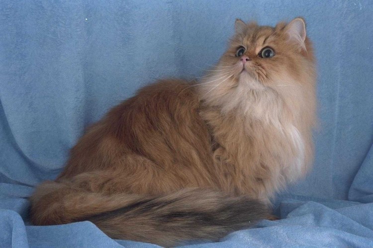Королевский персидский кот