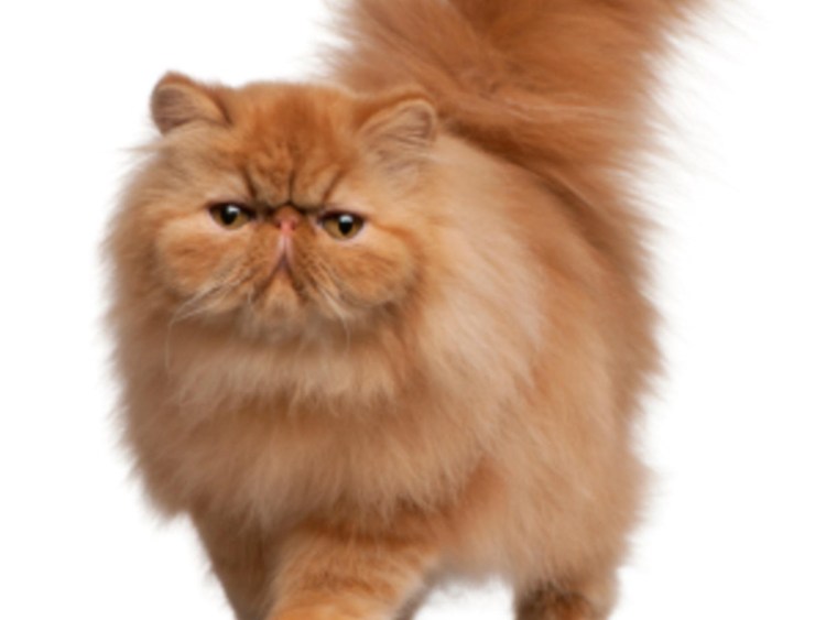 Гималайская кошка рыжая