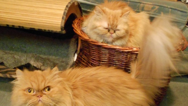 Персидская кошка котята