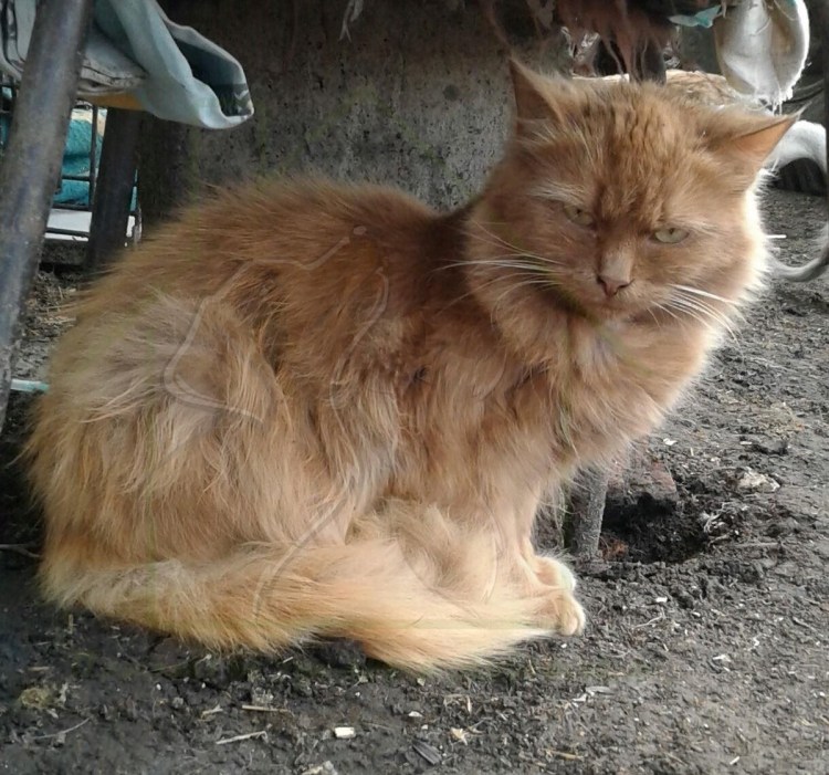 Рыжий персидский кот