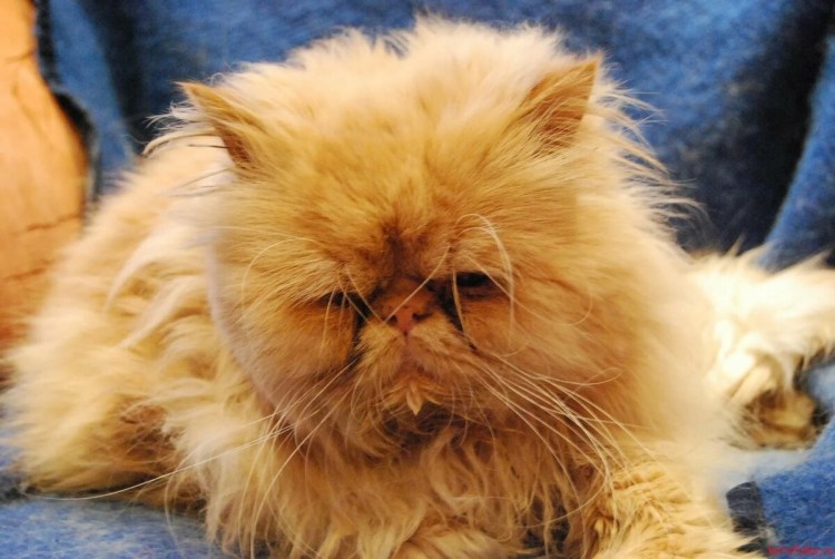 Полуперсидский кот рыжий