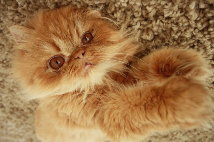 Рыжий персидский кот