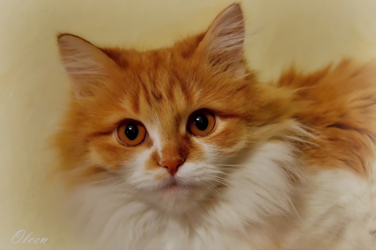 Фильм про рыжую кошку