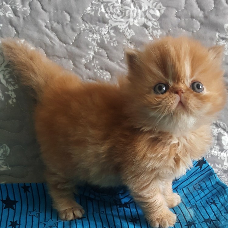 Персидская шиншилла рыжая котенок