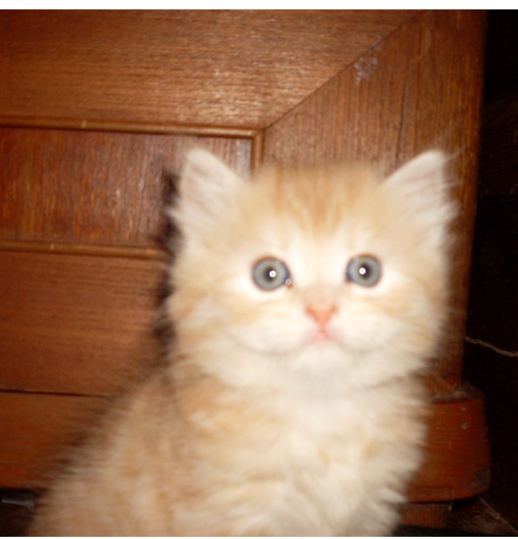 Персидская кошка