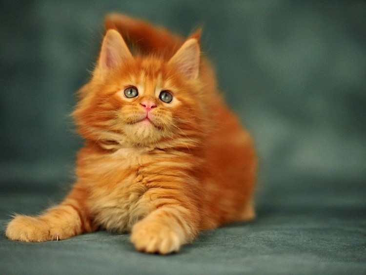 Персидская кошка