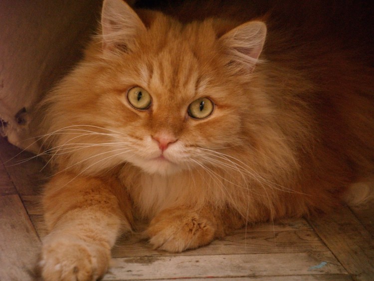 Персидский шиншилла кот рыжий