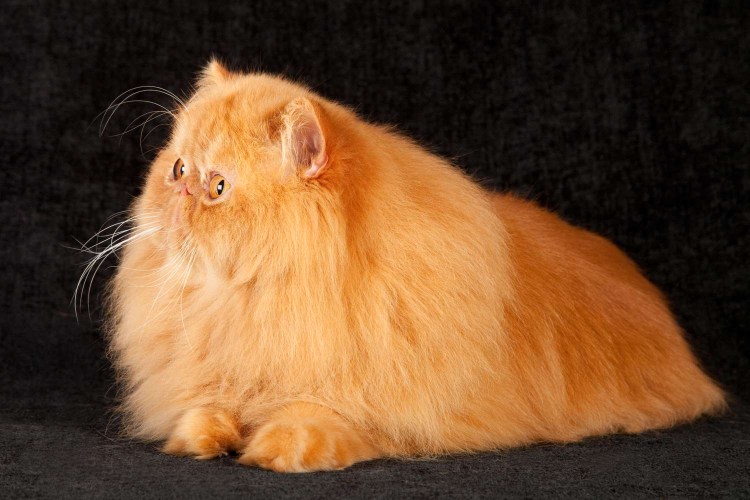 Котята персидские полуперсы