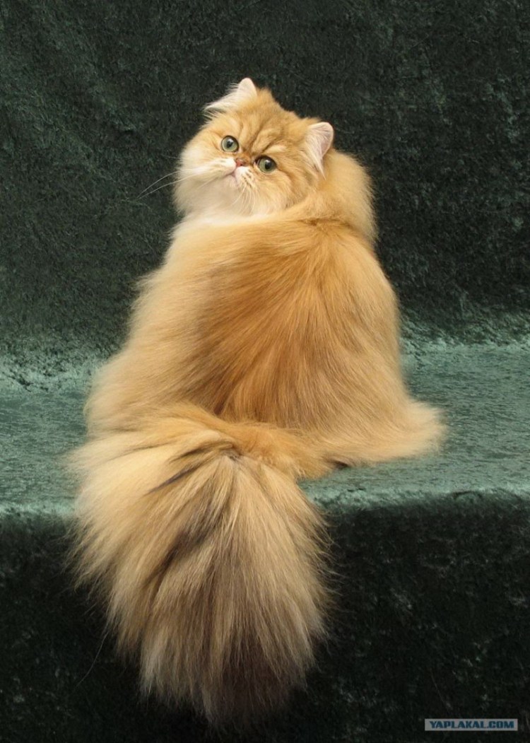 Экзот экстремал длинношерстный