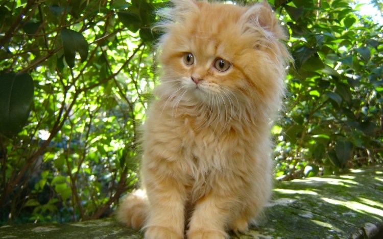 Рыжий котёнок