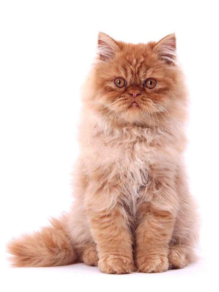 Персидский шиншилла кот рыжий