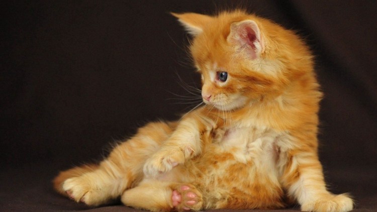 Персидский кот экзот