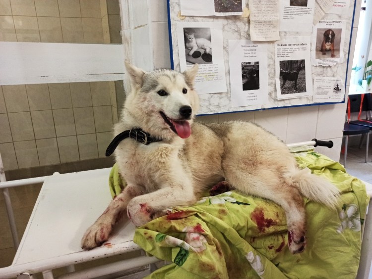 Мертвая немецкая овчарка