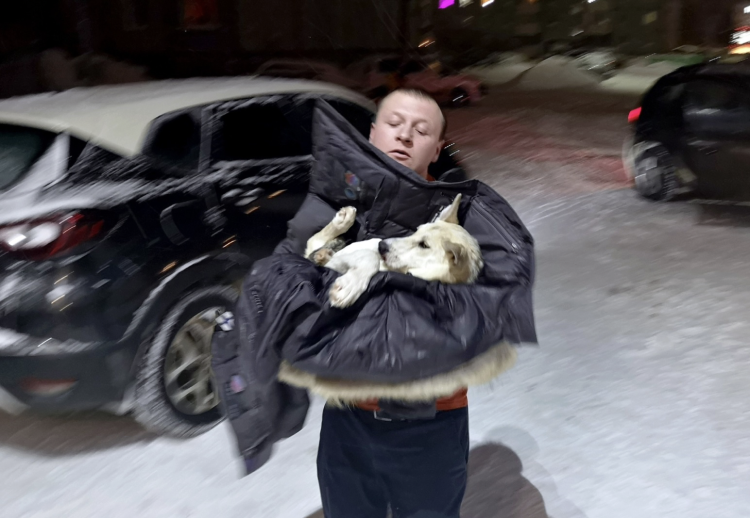 Безнадзорные собаки