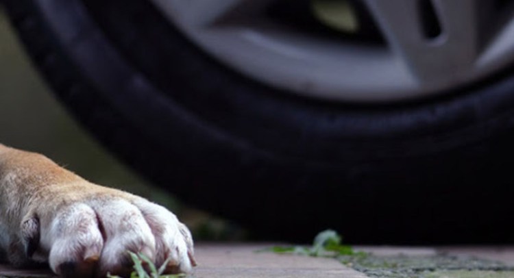 Собаке нужна помощь